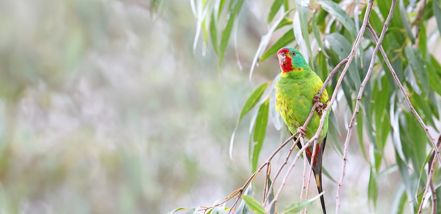 Give swift parrots a fighting chance in court