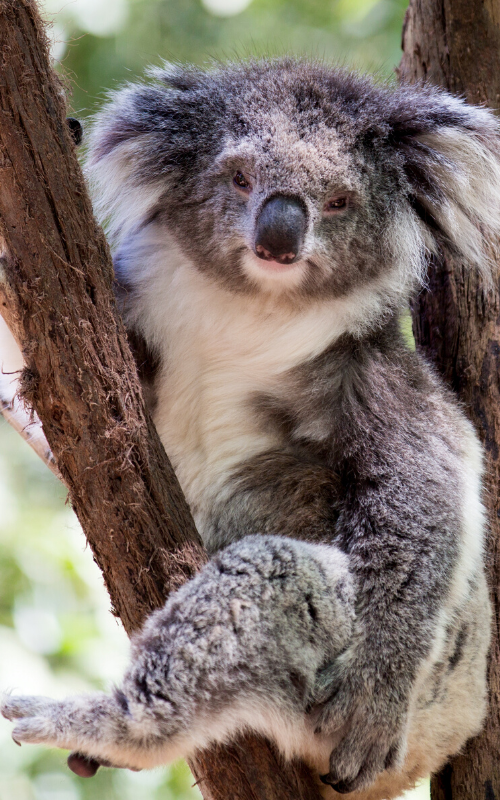 Wilderness Society  The koala: national icon