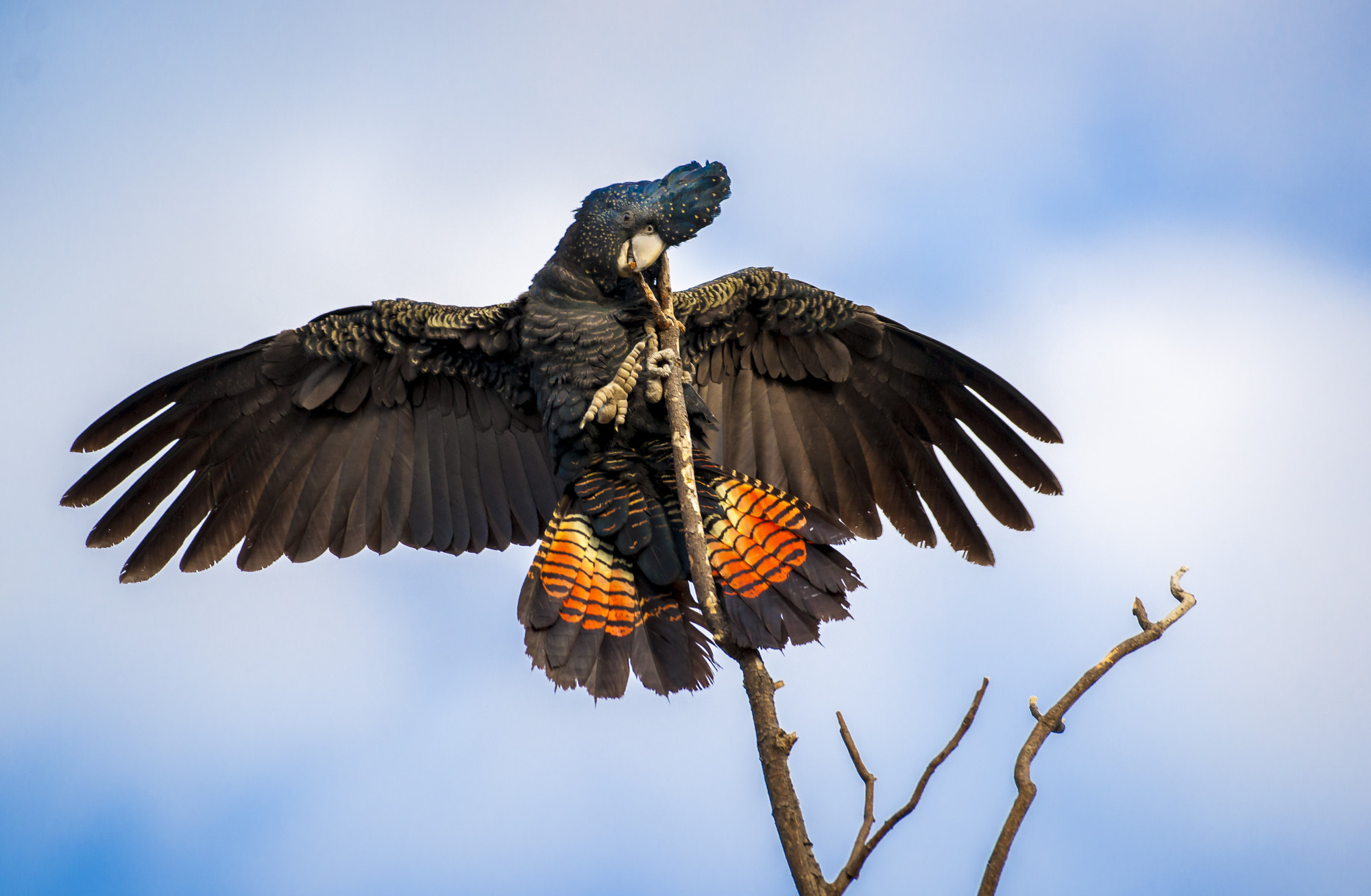 red tailed black cockatoo images