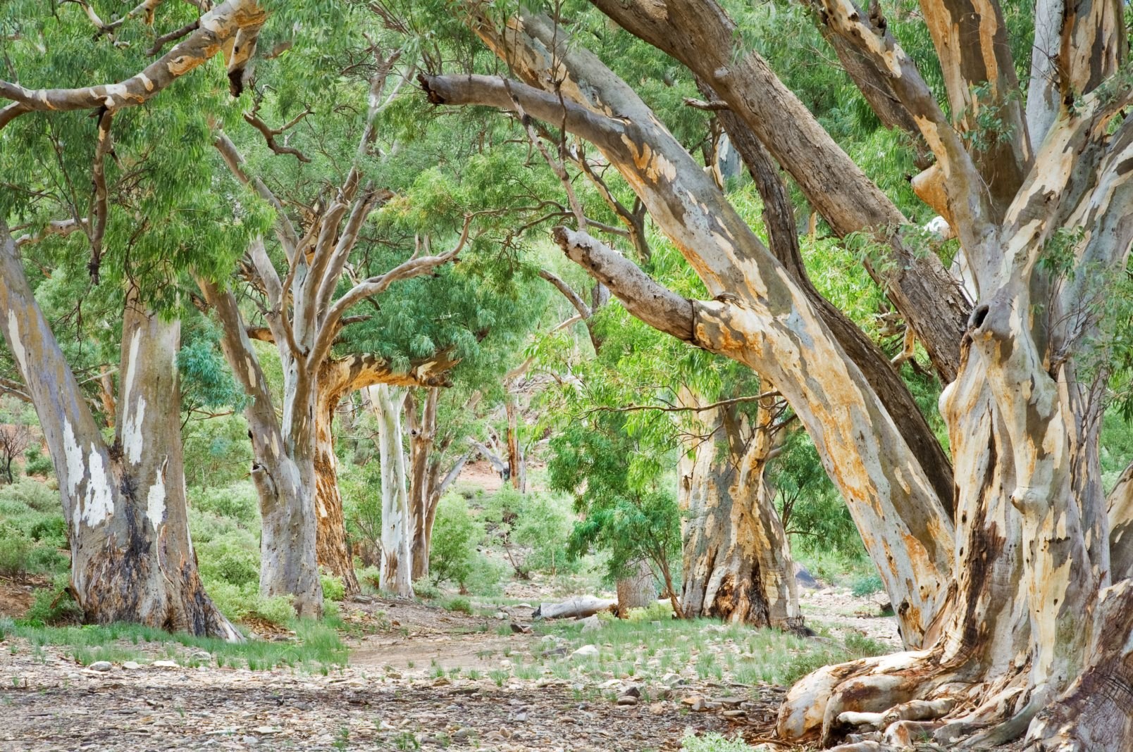 Wilderness Society Why Are Hollow bearing Trees So Important 