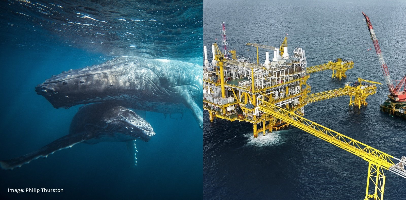Help protect Australia's oceans from toxic trash