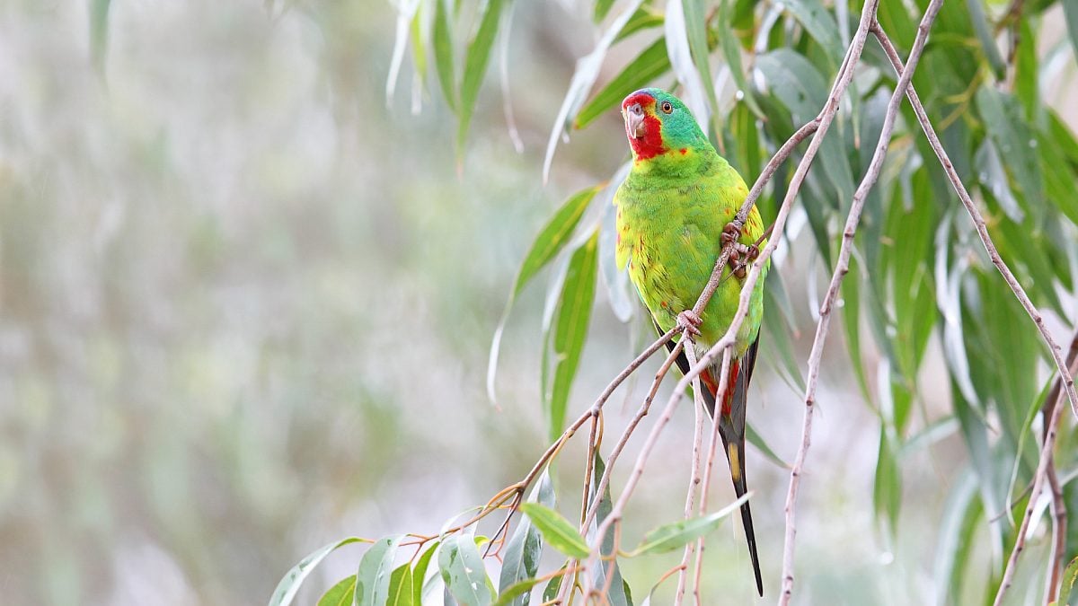 Give swift parrots a fighting chance in court