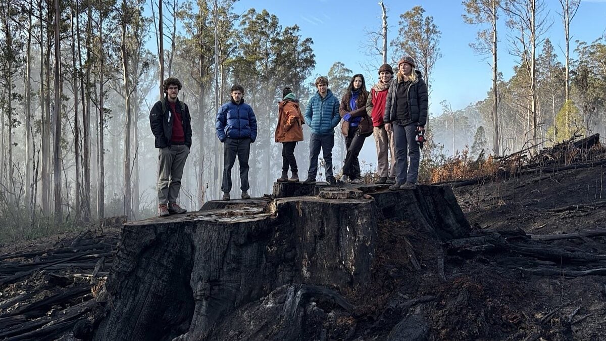Special forests on Bunnings' shelves