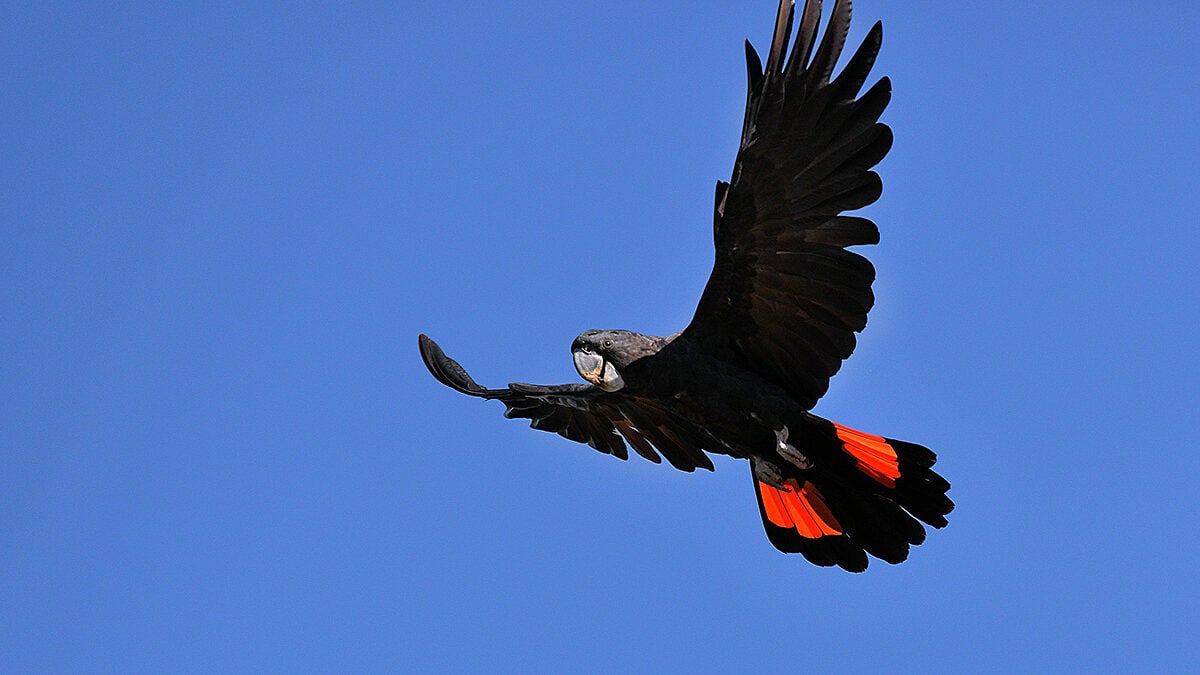 We’re taking the Environment Minister to court to save wildlife